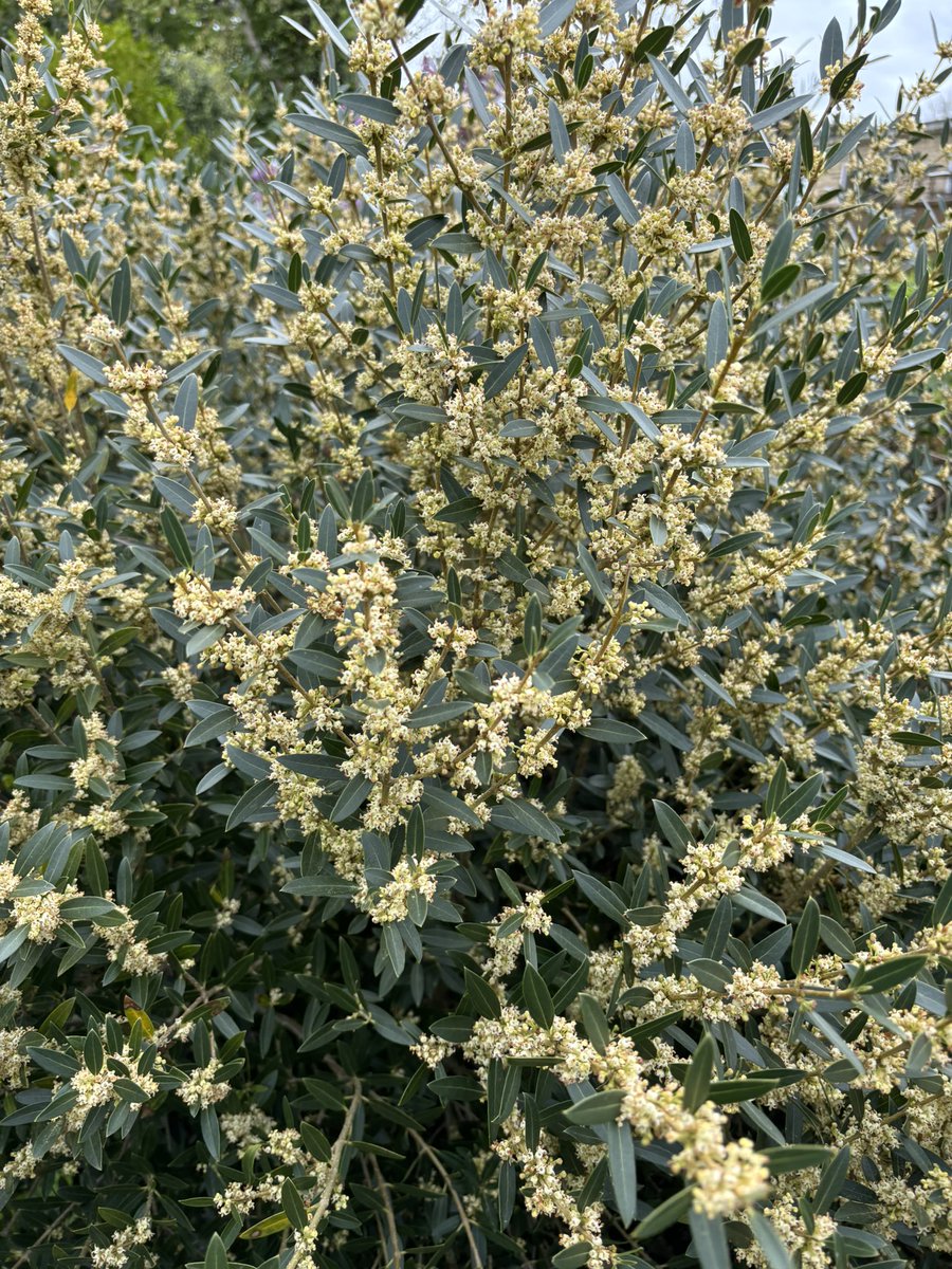 AlanEDown's tweet image. Masses of blossom on this Phillyrea latifolia #inmygardennow . This will grow into a graceful evergreen #tree well suited to a warming climate. But I might be tempted to cloud prune it!