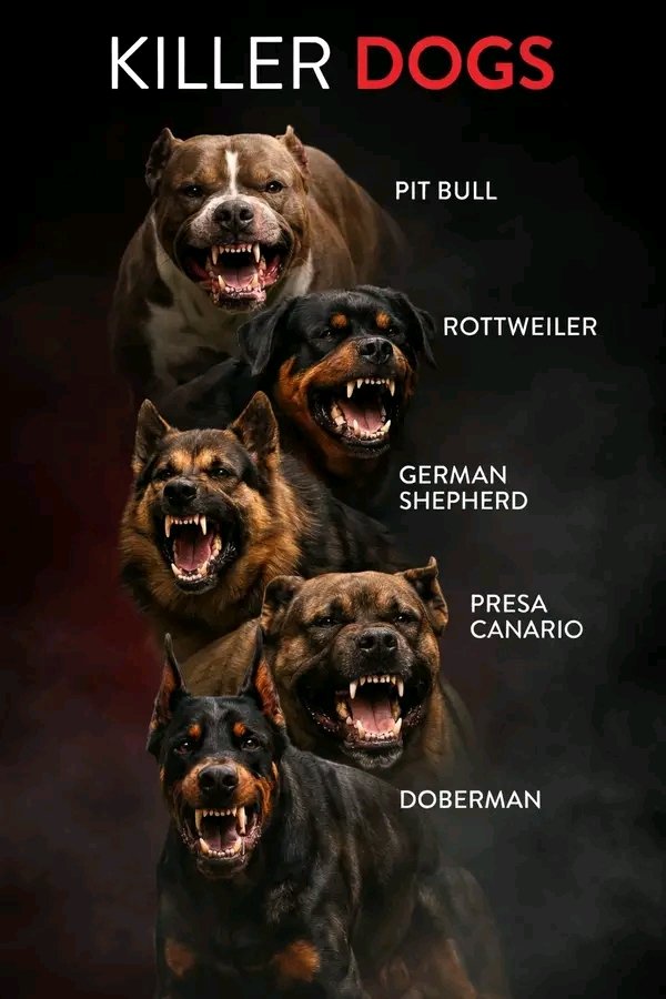 Animal Life. tweet media