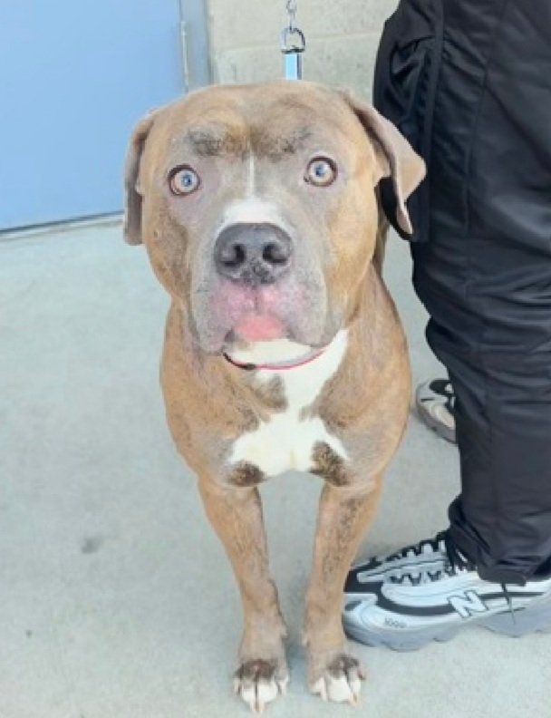 MyBoxerLuvMac1's tweet photo. 💔Truffle Butter💔
#NYCACC #251664 2y
▪️Kill Command 
#RescueOnly

Precious sweetie's💔, arrived stray just 6 days ago & listed 4 fear!
Being given no time & 1 pic!
Beautiful boy was initially tolerant of handling.
Not acclimating well, only allowing minimal handling.
Who knows all he's  endured!
Needs loving, N.East #Foster hero, 4 security, 2 decompress & thrive again.

DM @CathyPolicky
Pls #Pledge4Rescue
💞TB
https://t.co/p3PXsCpAvc