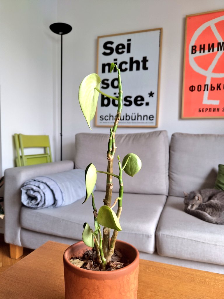 natalia laube tweet media