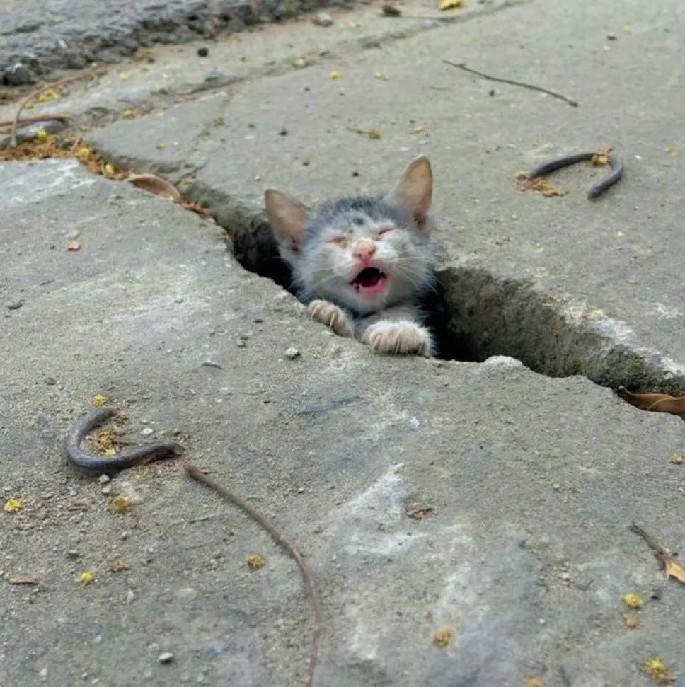 Aniimalsauras's tweet photo. Would you help to this cat 🐈? 
Yes OR No https://t.co/v1Tvb3AXwt