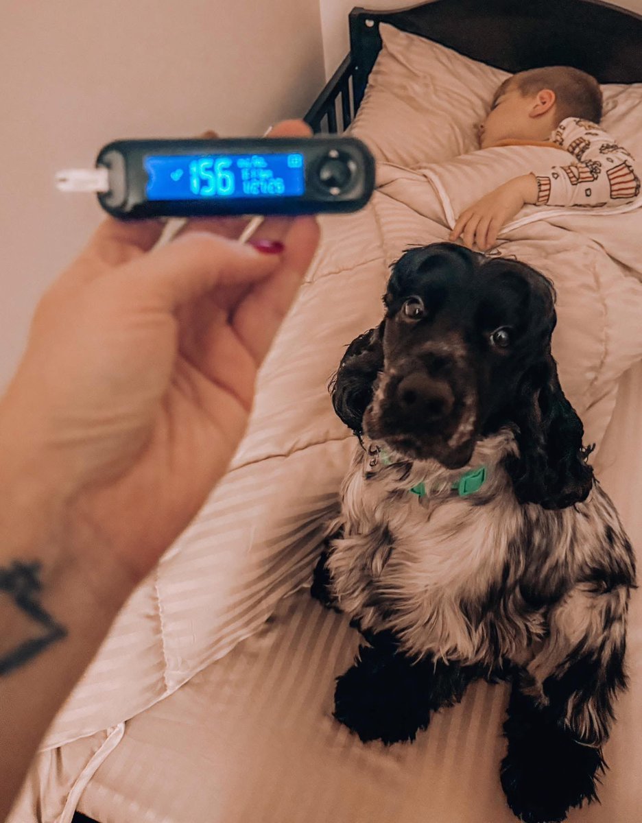 “12:15 de la mañana. Me despierta para hacerme saber que nuestro niño tiene un nivel alto de azúcar en la sangre. Es increíble. Incluso cuando está durmiendo, se despierta cuando huele un problema con nuestro niño. Luego salta a mi cama y me despierta. ¡Supera al Dexcom CGM por