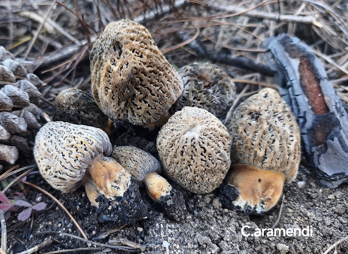 Aramendi_'s tweet photo. 💥 Morchella exuberans

Mitra subglobosa, costillas sinuosa, bifurcadas y pruinosas, alvéolos sinuosos y desordenados. Pie ancho, corto, rojizo y pasando a gris ceniza en la madurez.
Saprofita y pirófila, en bosque de Pinus pinaster. Solitaria o cespitosa unidas por los pies. https://t.co/cNTYqa80MB