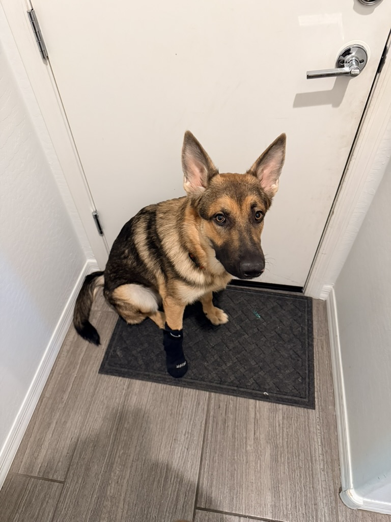 codyL.ai tweet media