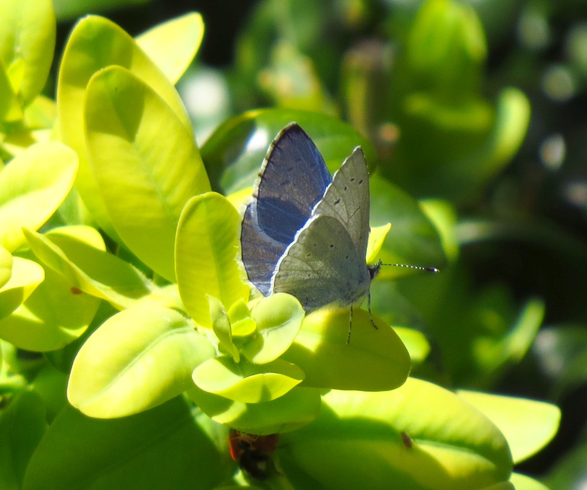 angegarrod's tweet image. Peacock
Holly Blue
Speckled Wood

#butterflies #leps #insects #wildlife #april