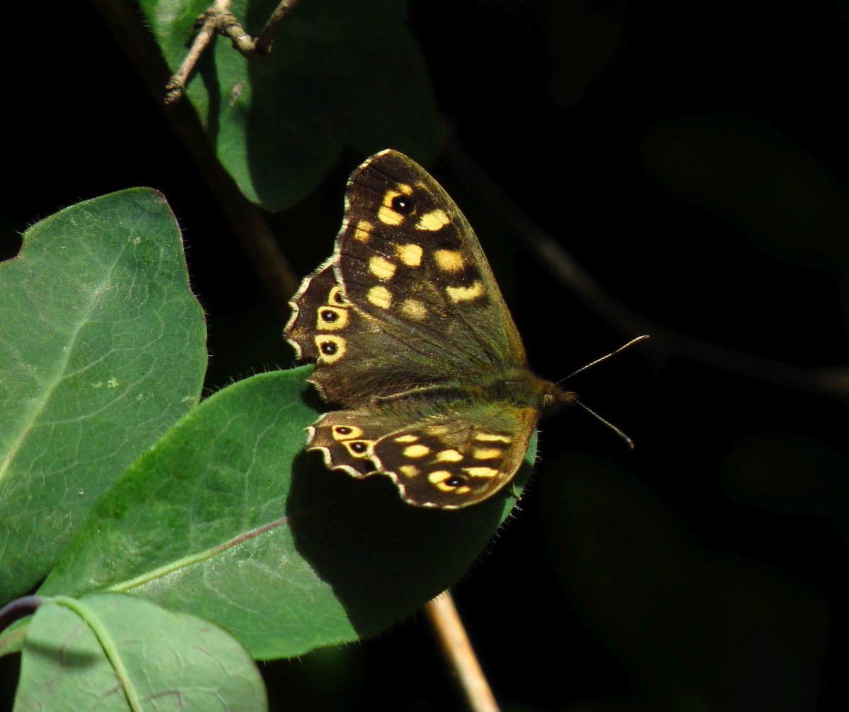 angegarrod's tweet image. Peacock
Holly Blue
Speckled Wood

#butterflies #leps #insects #wildlife #april