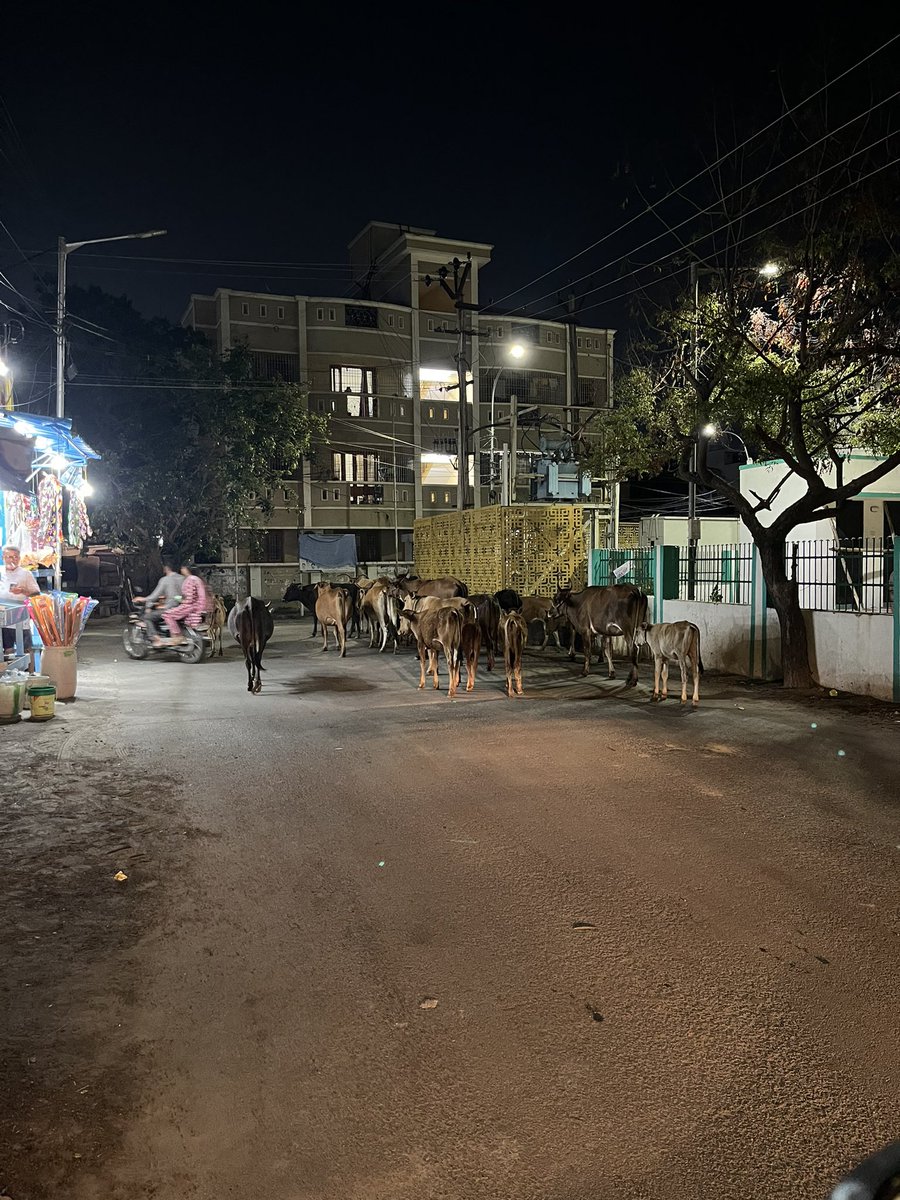 gokulkrish_ns's tweet photo. @chennaicorp why so many cattle’s are roaming road. Disturbs the movement of vehicle. Take action on this.
Location: VGP Shanthi Nagar, Pallikaranai https://t.co/0m3Lps8vip