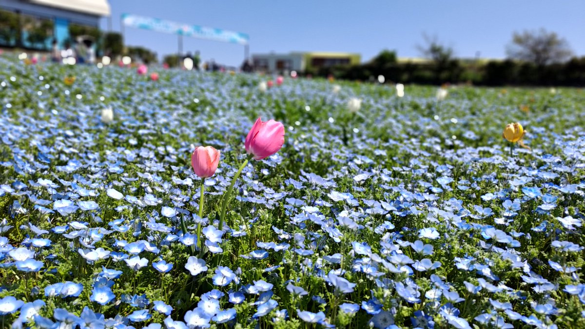 開花が遅れてるみたいだったけれど天気も良くて気分転換になりました
期間内にまた行けそうなら行きたいな！