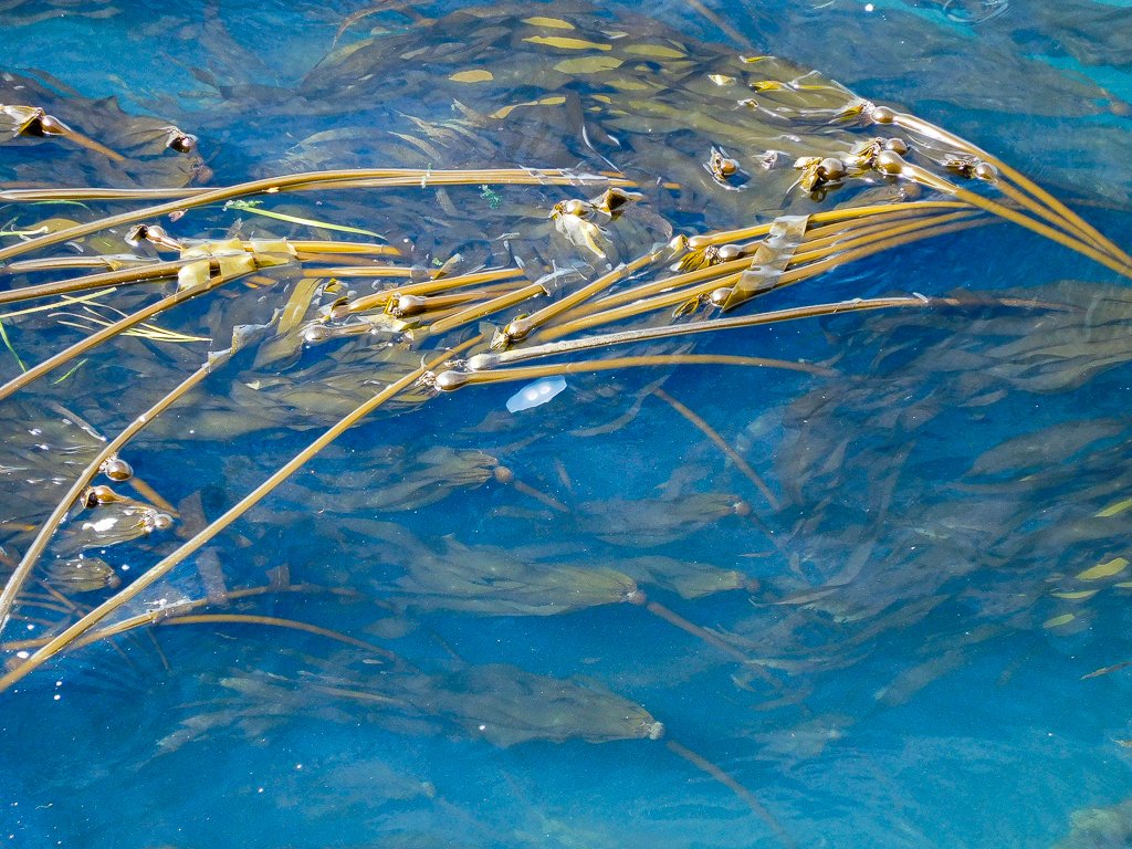 Washington Department of Fish & Wildlife tweet media