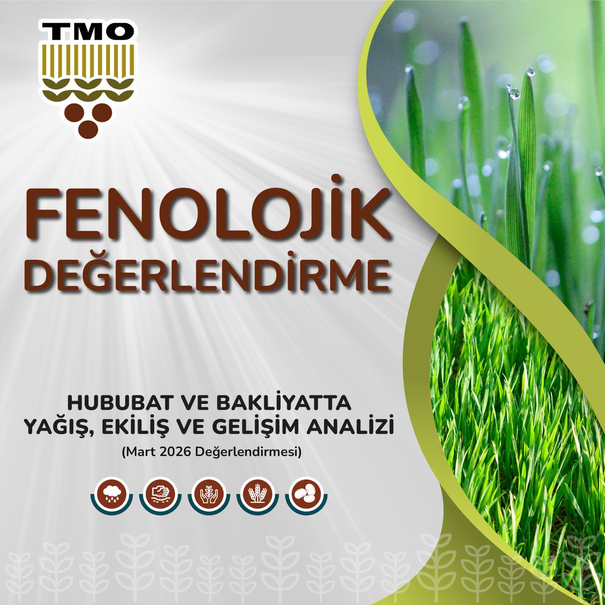 OfisTMO's tweet photo. ✅ FENOLOJİK DEĞERLENDİRME RAPORU YAYIMLANDI

🌾🌦️📈 Kurumumuz Merkez ve Taşra teşkilatı teknik personelinin sahadan birebir gözlem, meteorolojik veri ve teknik bilgilerle hazırladığı "Fenolojik Değerlendirme – Hububat ve Bakliyatta Yağış, Ekiliş ve Gelişim Analizi (Mart️ 2️⃣0️⃣2️⃣6️⃣ Değerlendirmesi)" yayımlandı.

👇👇👇

https://t.co/RngcMX9hv2