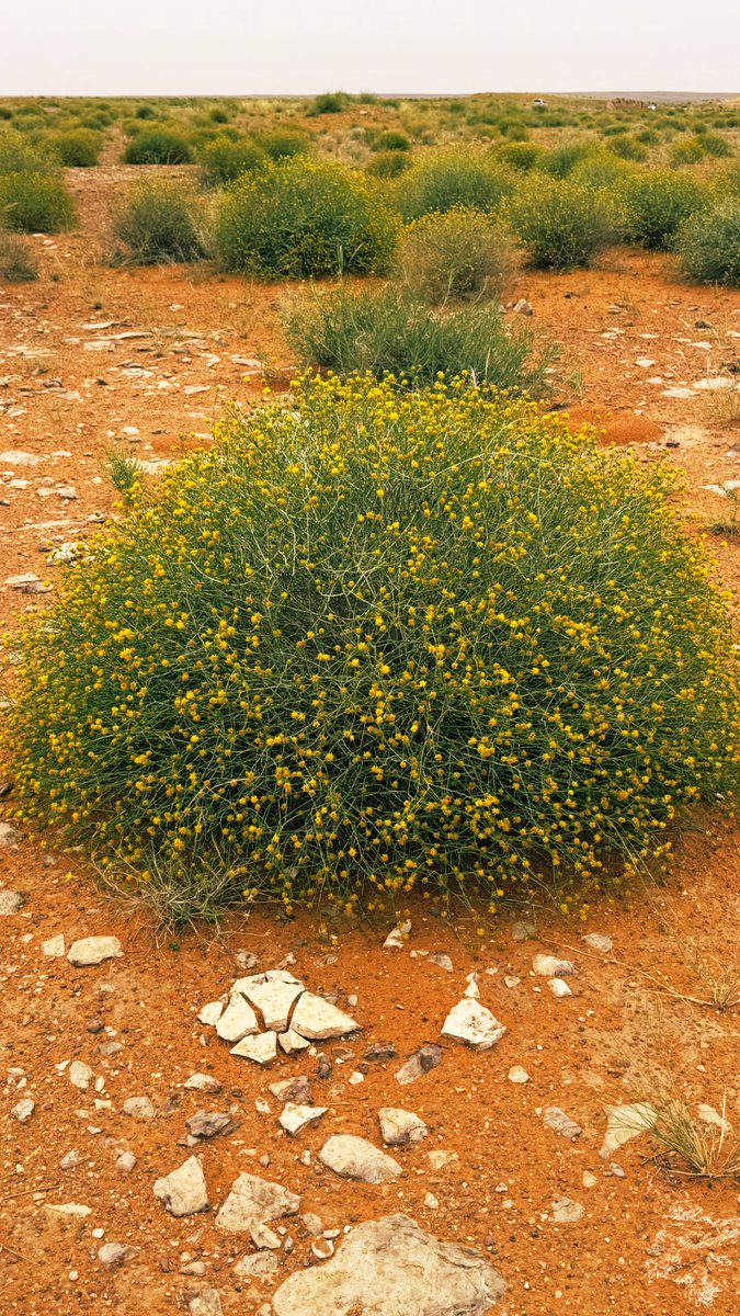 مروج الربيع |أبو همام| tweet media