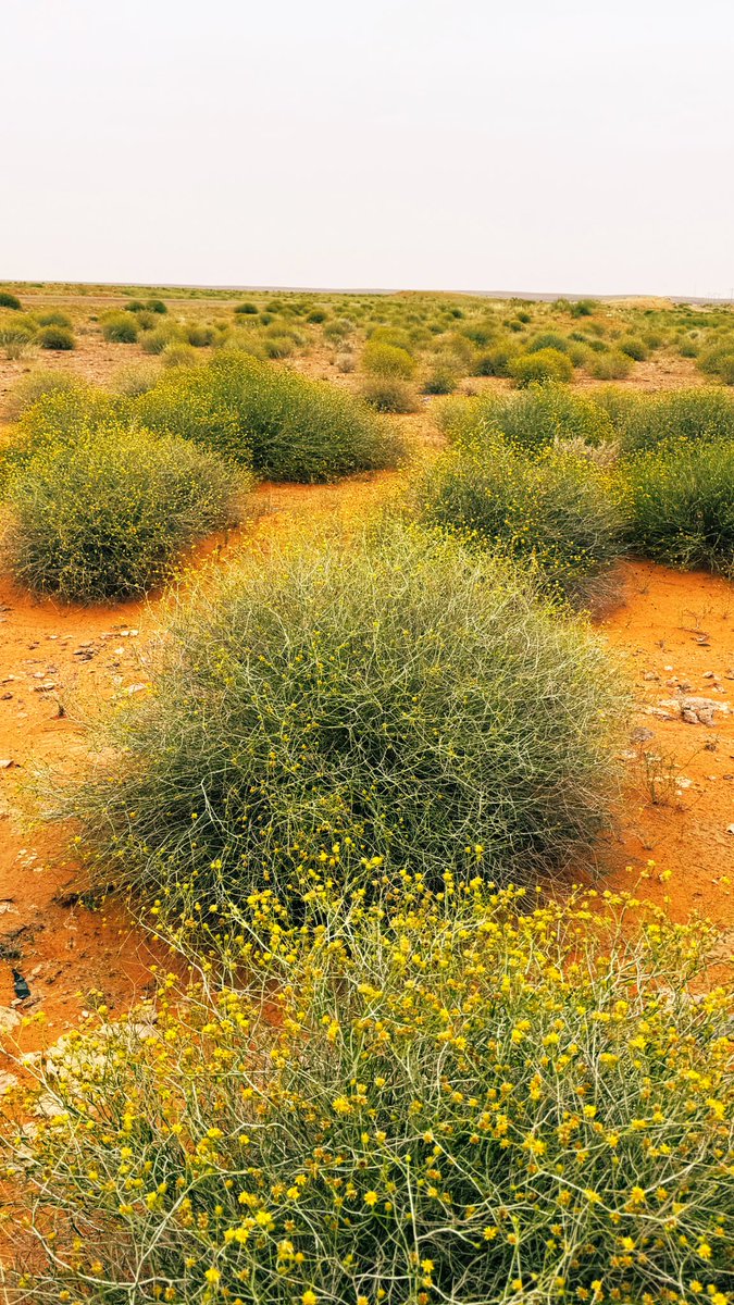 مروج الربيع |أبو همام| tweet media