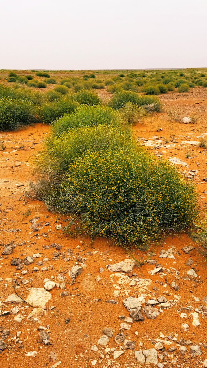 مروج الربيع |أبو همام| tweet media