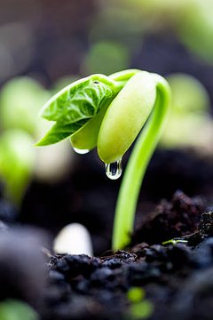 Primrose Trinitypeter tweet media