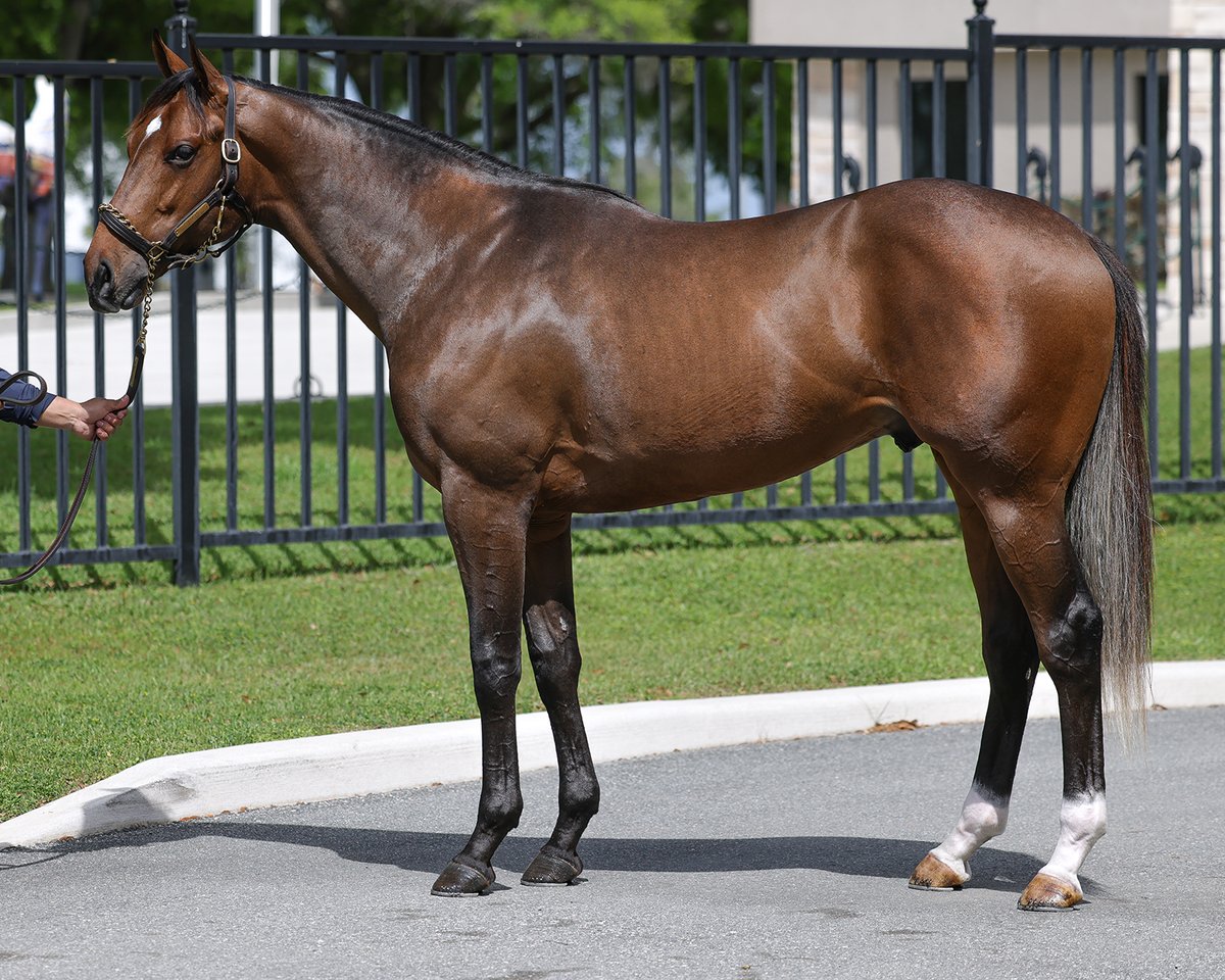 TMStallions's tweet photo. Starting the day off 👌💸

Hip 637, a #FirstCrop colt by IDOL out of Cinnamon Cat, sells for $180,000 to Brooke Hubbard, Agent at @OBSSales Spring! Congrats and best of luck!  

Bred by Taylor Made Stallions & Repole Stables in New York and consigned by de Meric Sales, Agent.  @BroookesWorld