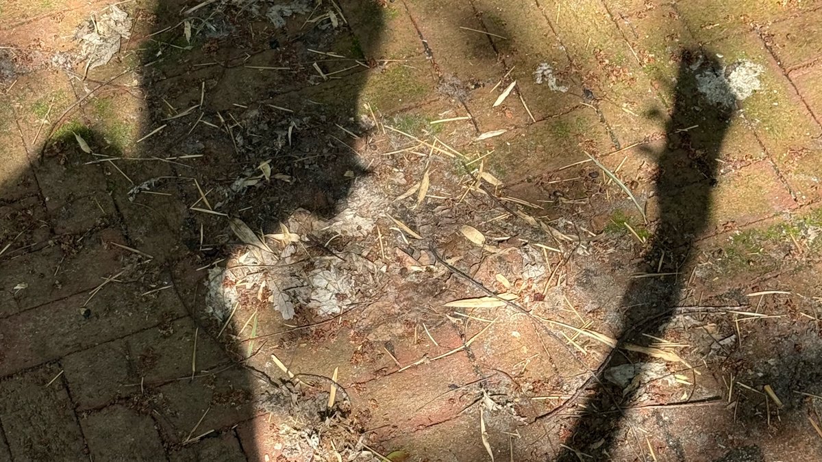 ★🫑.ᐟ tweet media