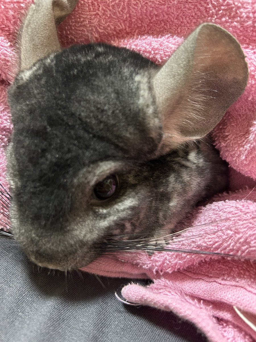 chinchilla beni tweet media