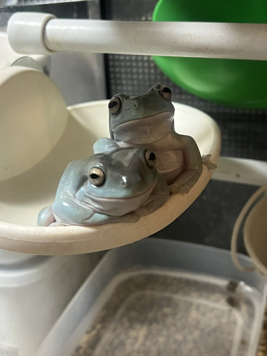 せせりーん超絶怒濤平安貴族墾田永年私財法閻魔蟋蟀薄羽蜉蝣膃肭臍襟巻蜥蜴背黄青鸚哥 tweet media