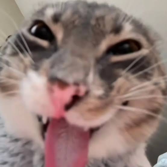 COMO ME MAMAN LOS VATOS CHICHONES