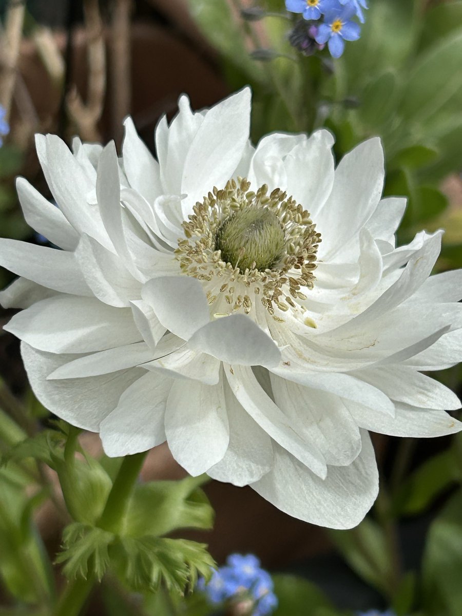 Vixyl's tweet image. Sitting in the garden,  drinking coffee and listening to the birdies.  Can’t beat it ￼😊🌸🌿 

#flowers #gardening #anemone