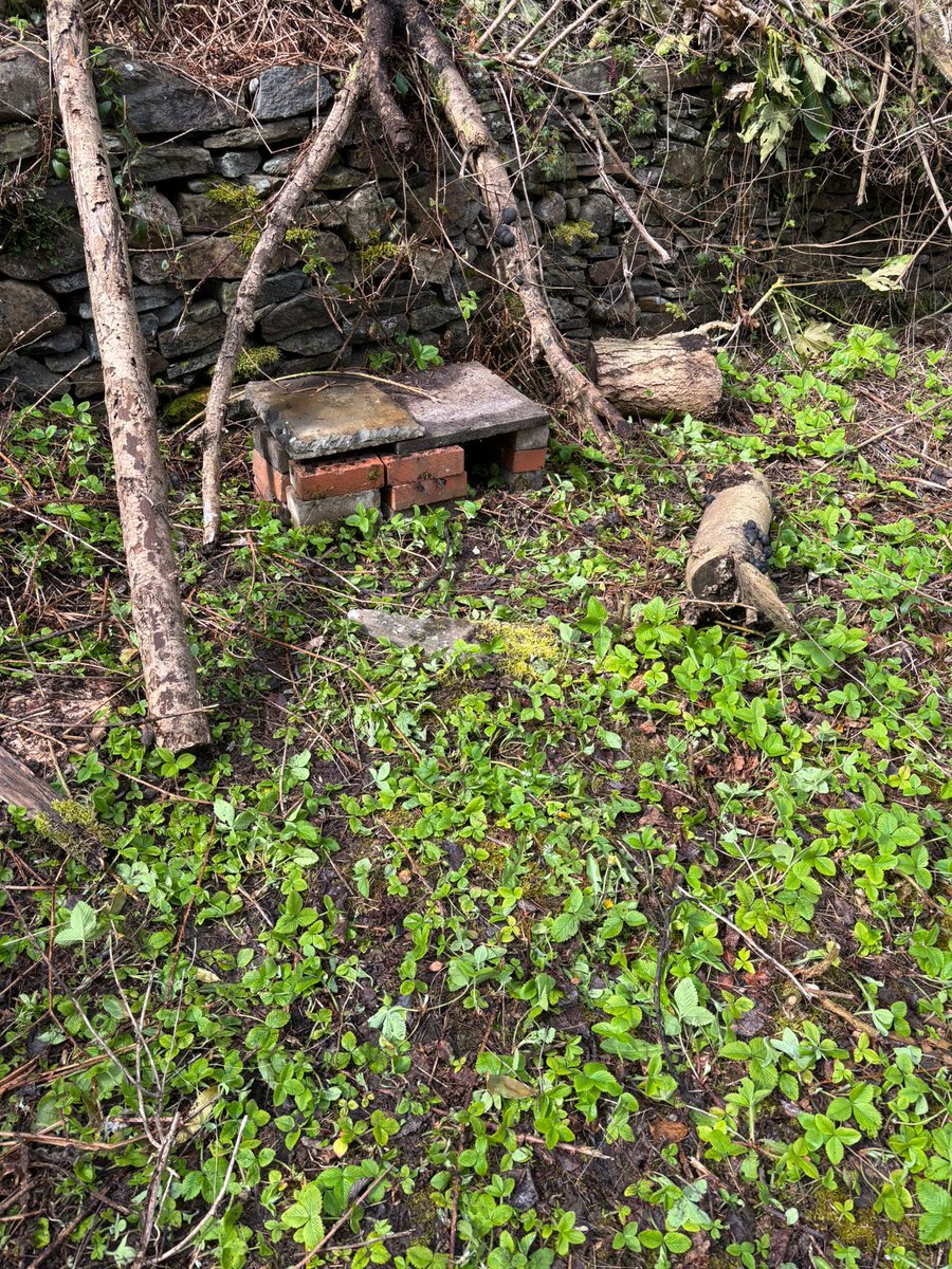 Caerphilly Hedgehog Rescue tweet media