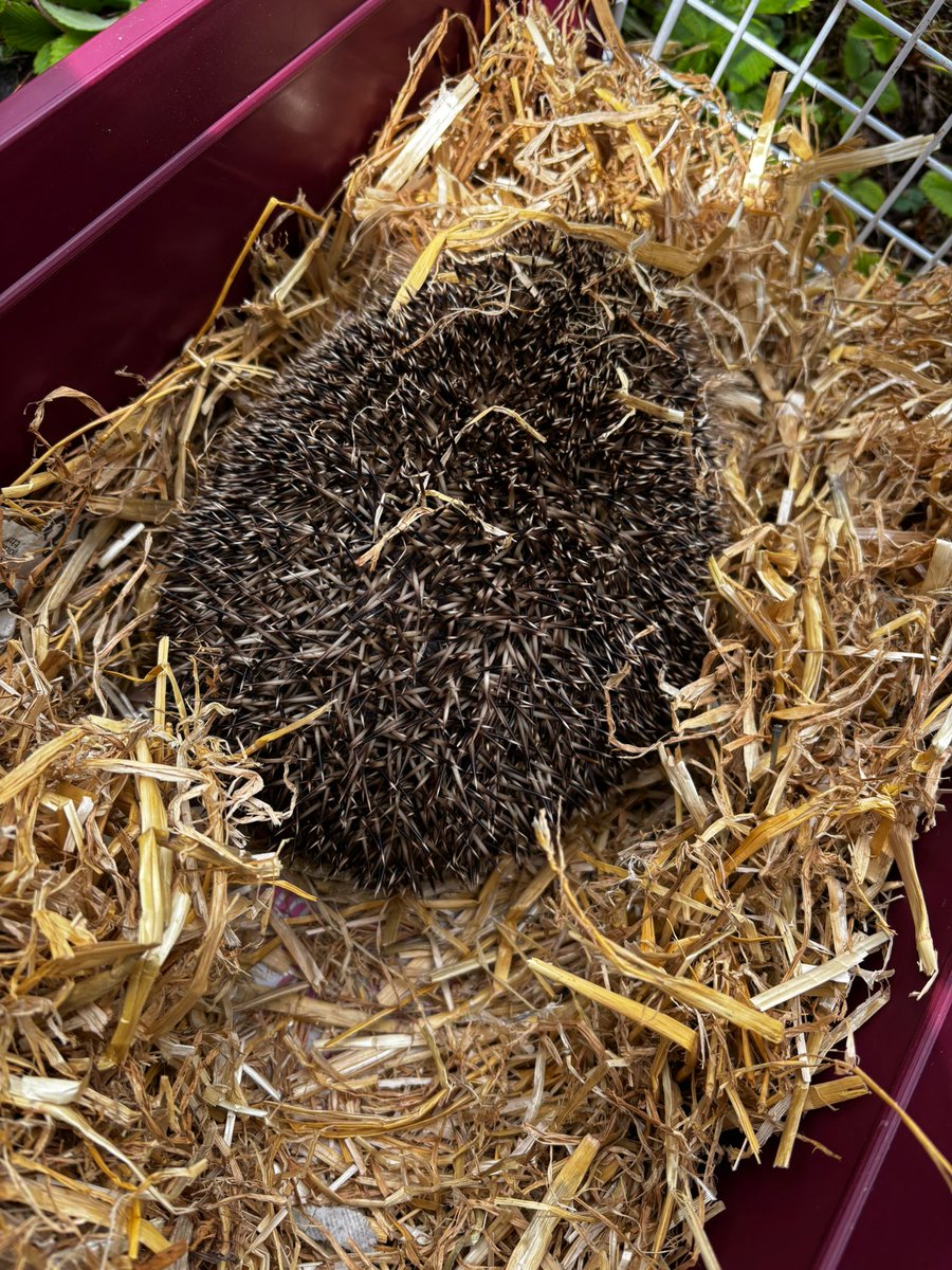 Caerphilly Hedgehog Rescue tweet media