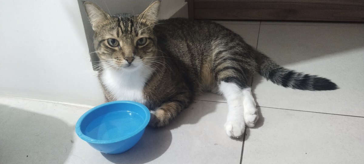 Tostón Cat 🐈 tweet media