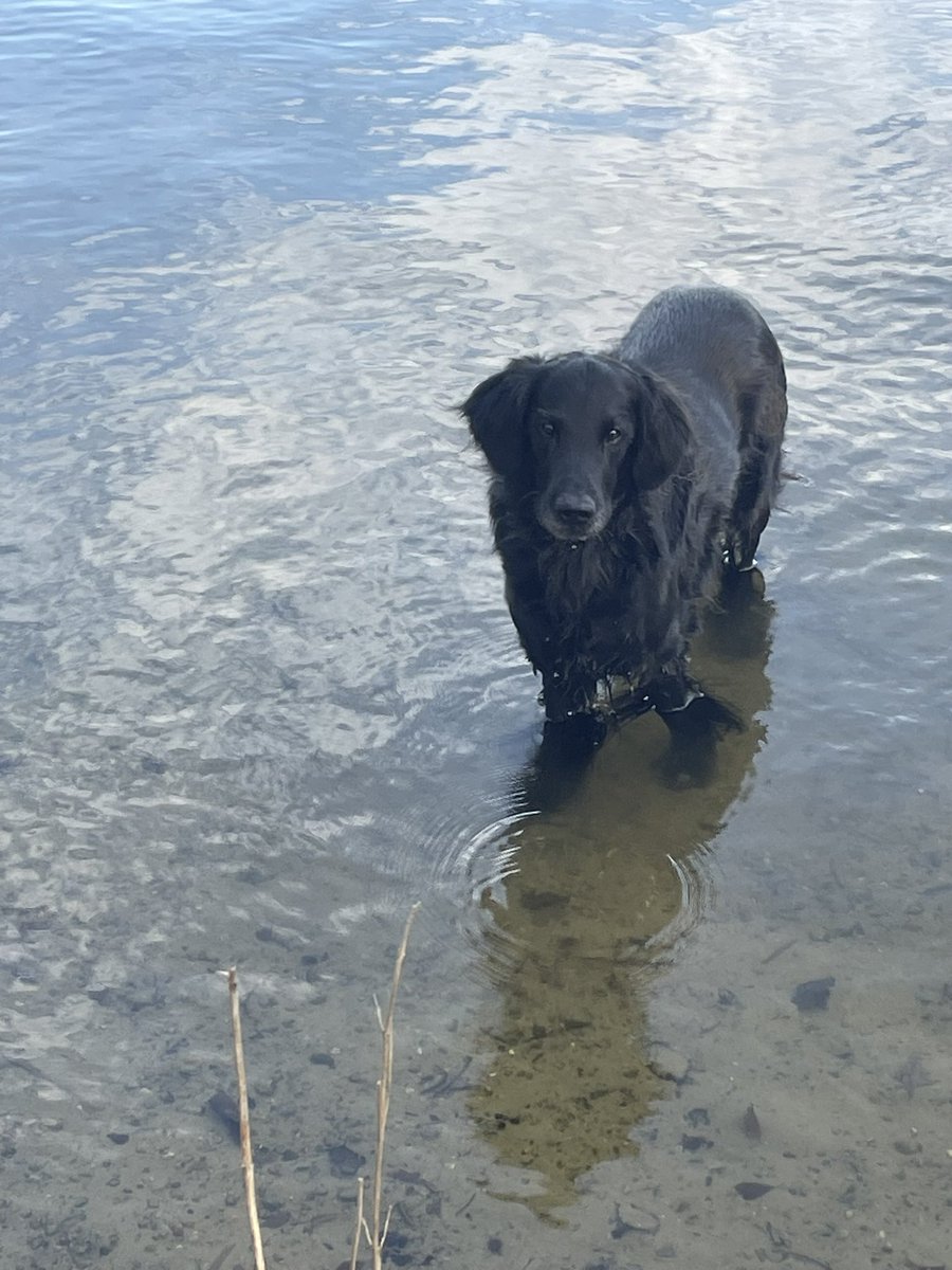 BlackDog tweet media