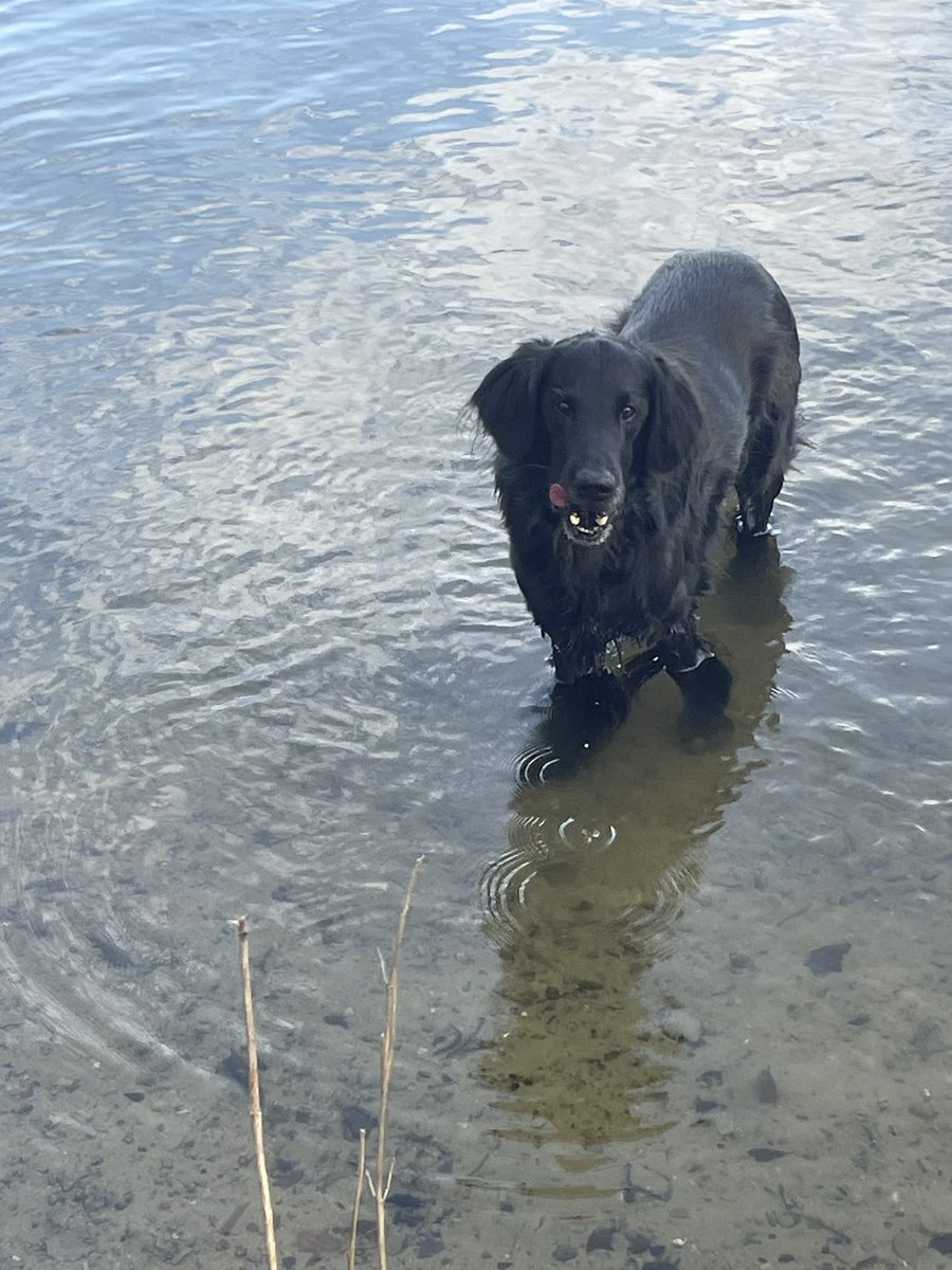 BlackDog tweet media