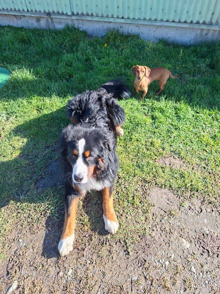 🐶🦮🐈Baltazar..🐕🐕‍🦺🐈 tweet media