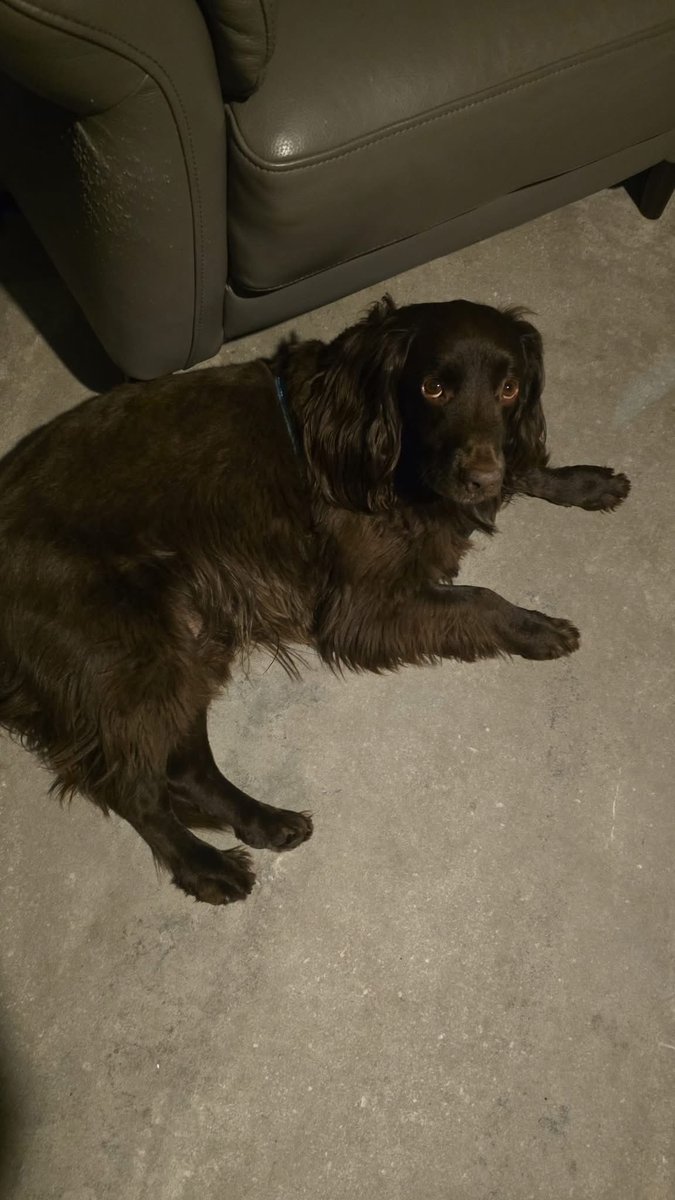 spaniel alert tweet media