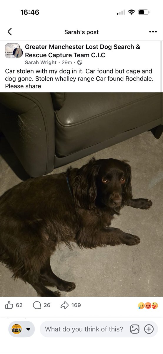 spaniel alert tweet media