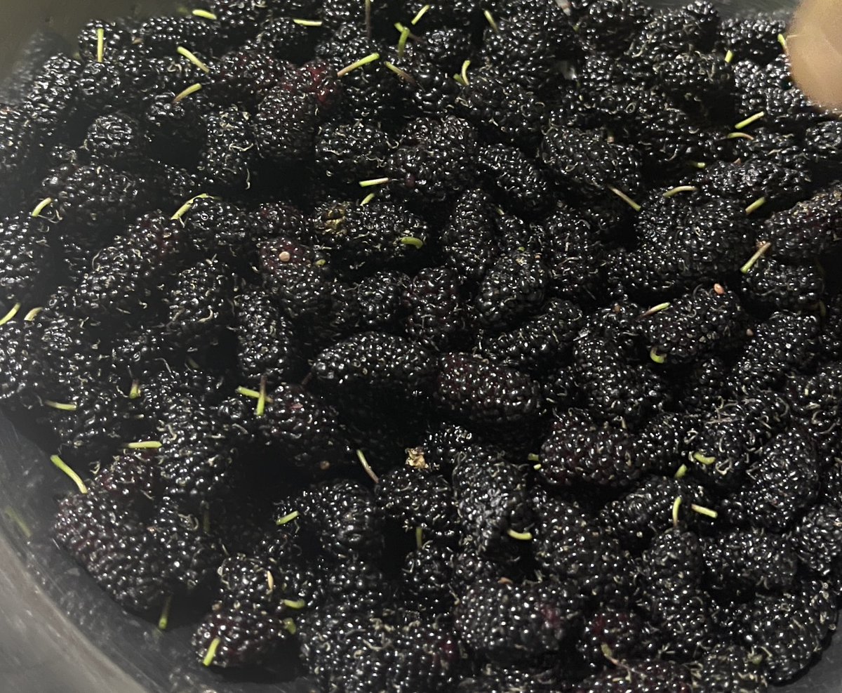 E.coli 🦠 tweet media