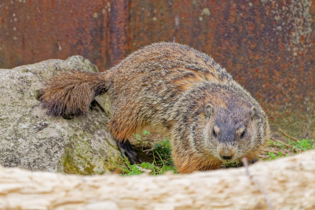 Pat Dooley tweet media