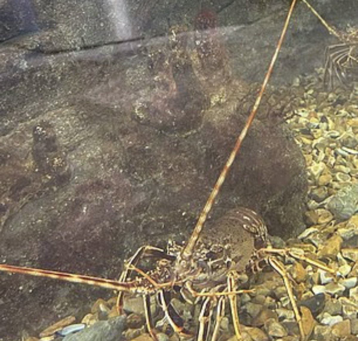 WeGotitBack 🏴󠁧󠁢󠁥󠁮󠁧󠁿🇬🇧🇺🇸 tweet media