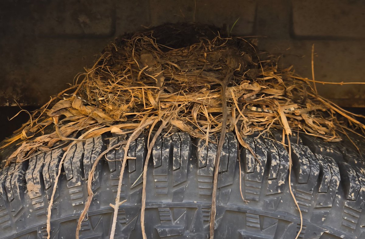 AmandaPlayzAdoptMe / AdultGamer Grandma of 8 tweet media