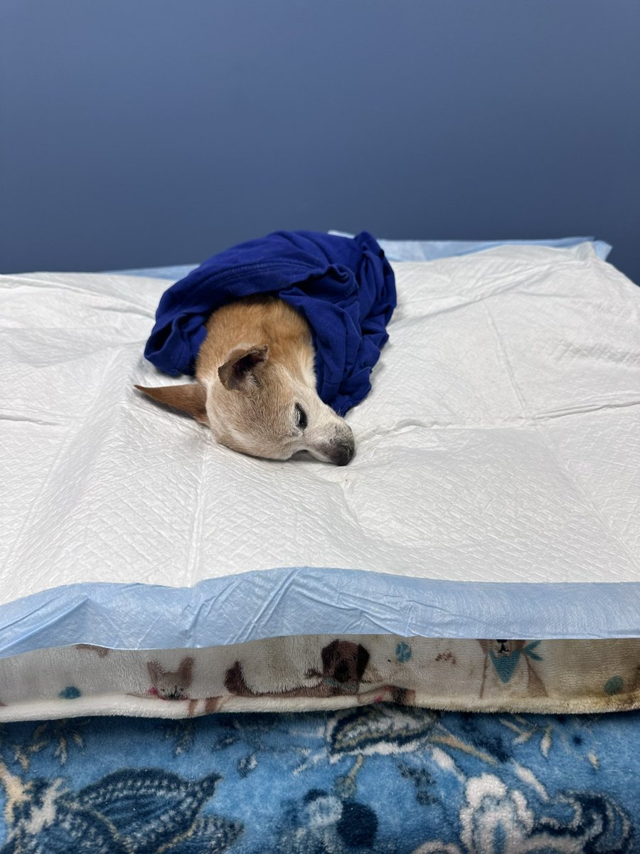 김회장❤️남가주테슬라협회🌟남가주인베스트멘트 CEO tweet media