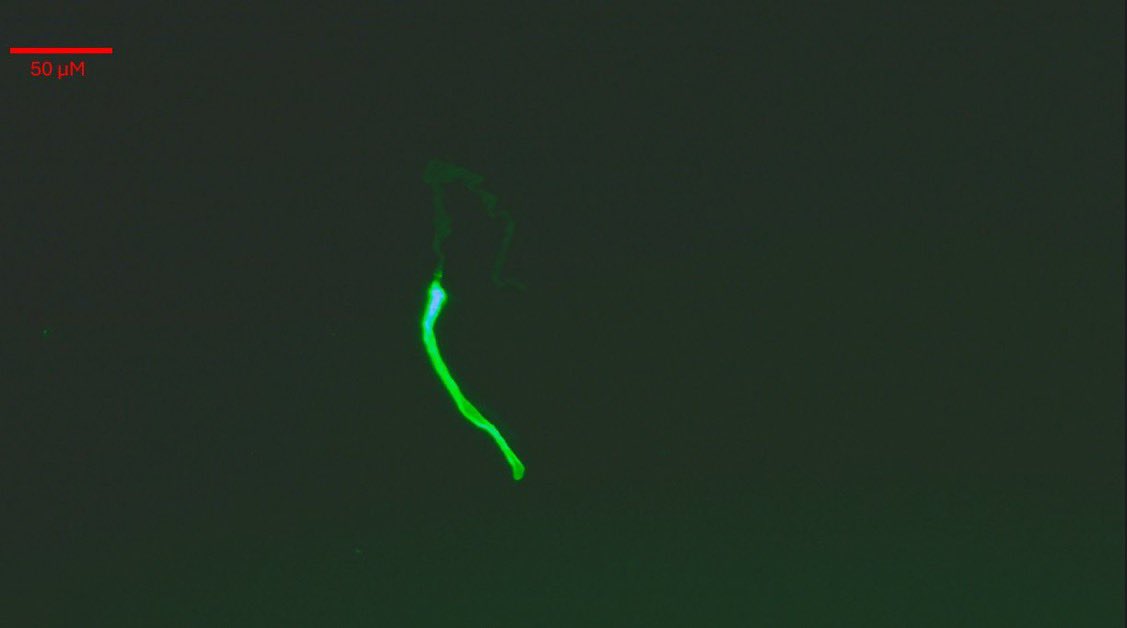 Lyndsey, RN 💜🐭 tweet media