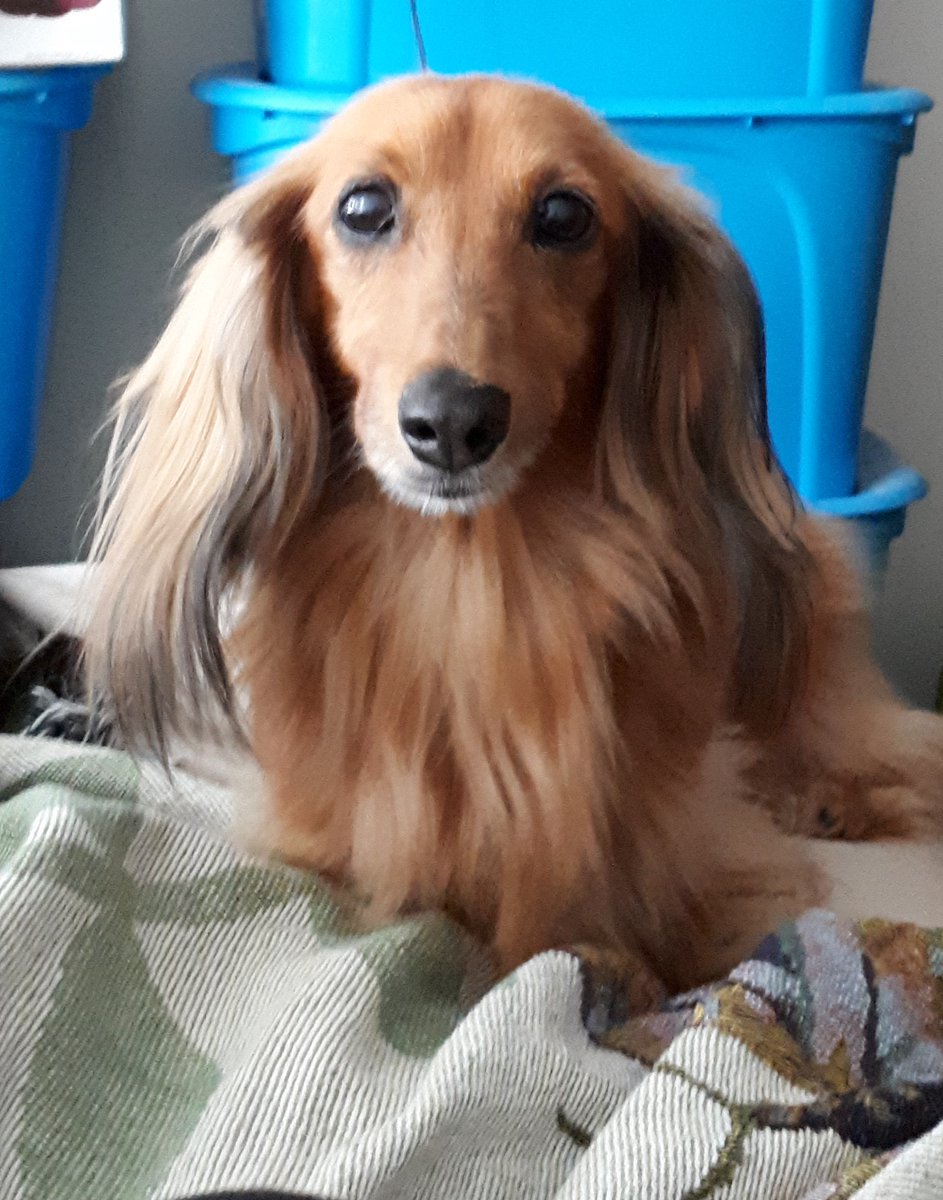 Blu_Butterfly8's tweet image. #ThrowbackThursday

(she passed a few seasons ago at 18 yrs ~ of paralysis of all 4 extremities) We tried all means to see if she would recover to no avail 🥹