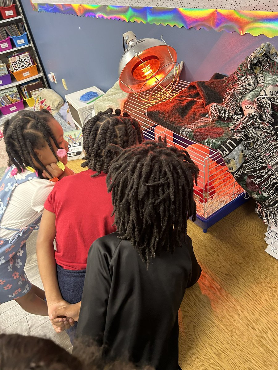 brookebordelon2's tweet photo. FLA officially has chicks! Such an exciting time at our school watching these chicks hatch 🐣 #risddreambig @ForestLnAcademy https://t.co/yIGI8RDsSo