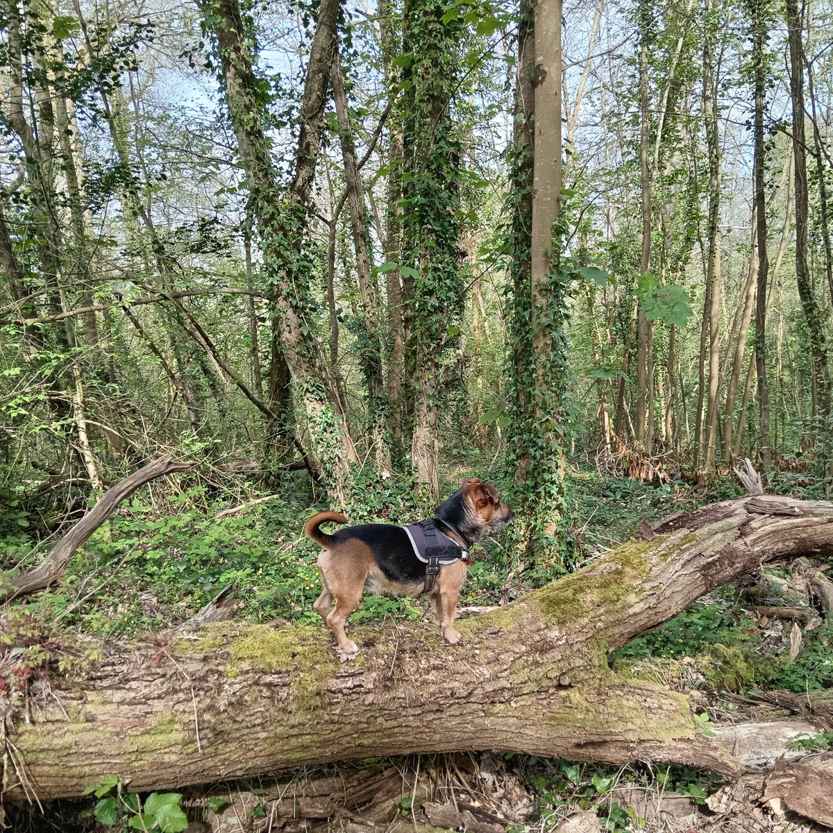 prouddevonian's tweet image. Up on another viewpoint sussing out his surroundings whilst on our walk this morning #Devon #DopeyDug #BestMate