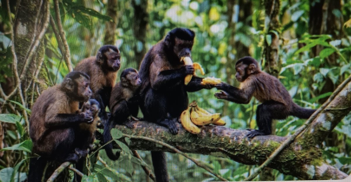 arrocitoen_bajo's tweet image. Es muy sencillo @IreneVelezT , llevese esos #Hipopotamos para la #CasadeNariño que alla queda bien al lado de todo ese #Zoologico ya que petro se cree todo un #Jaguar, y todos esos #Micos que lo asisten a los cuales los alimenta a punta de #Babano, incluyendote a ti😉😅😅😅