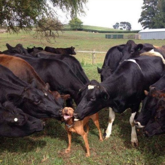 Kamatsiko Praise tweet media