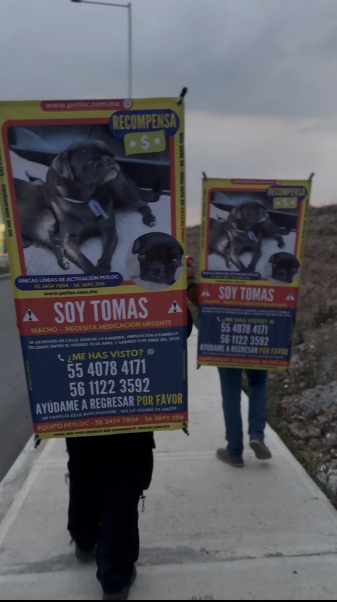 PetlocMX's tweet photo. 🚨🐶 TOMÁS EXTRAVIADO 🐶🚨
📍 Se extravió en Calle Juan de la Barrera, Ampliación Ozumbilla, Tecámac, Estado de México.
📞 55 4078 4171
🙏 Comparte y ayúdanos a encontrarlo.
#PetLoc 🐾 #PerroExtraviado #MascotaExtraviada https://t.co/Mt80MAKG1S