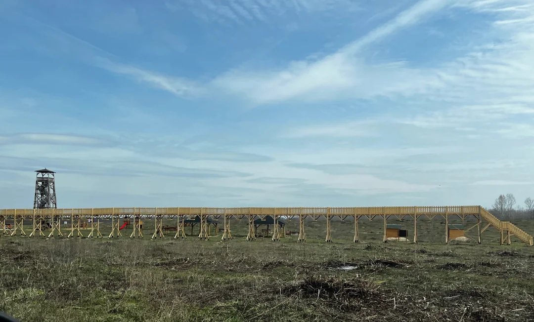 Daractenus tweet media