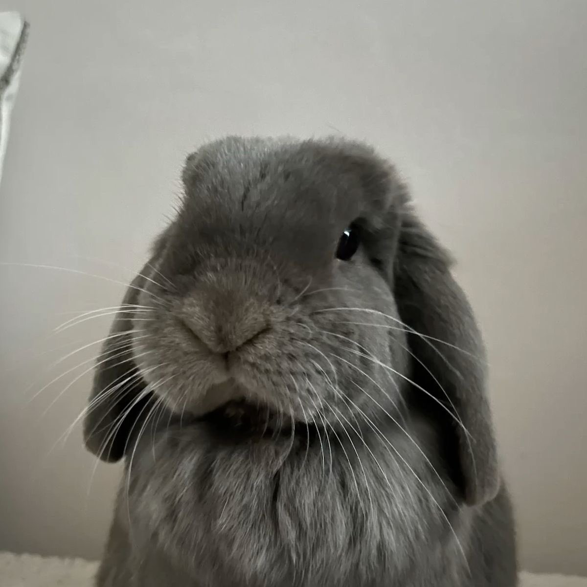 swanmira mohan &amp; jack rabbot