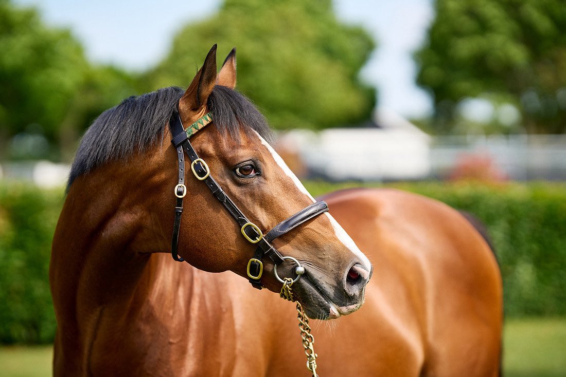NatStudStallion's tweet photo. Spioradalta (Rajasinghe) makes it nine turf wins with a determined success at Ripon this afternoon for trainer Mark Walford. Congratulations to all connections 🏆

#NationalStud #Rajasinghe https://t.co/8nLeohb7CE