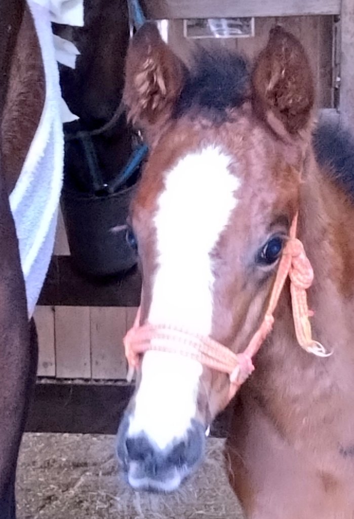 アグオ🐴 tweet media