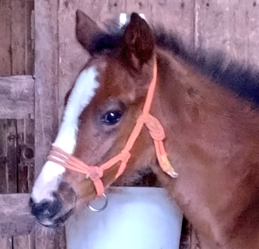 アグオ🐴 tweet media