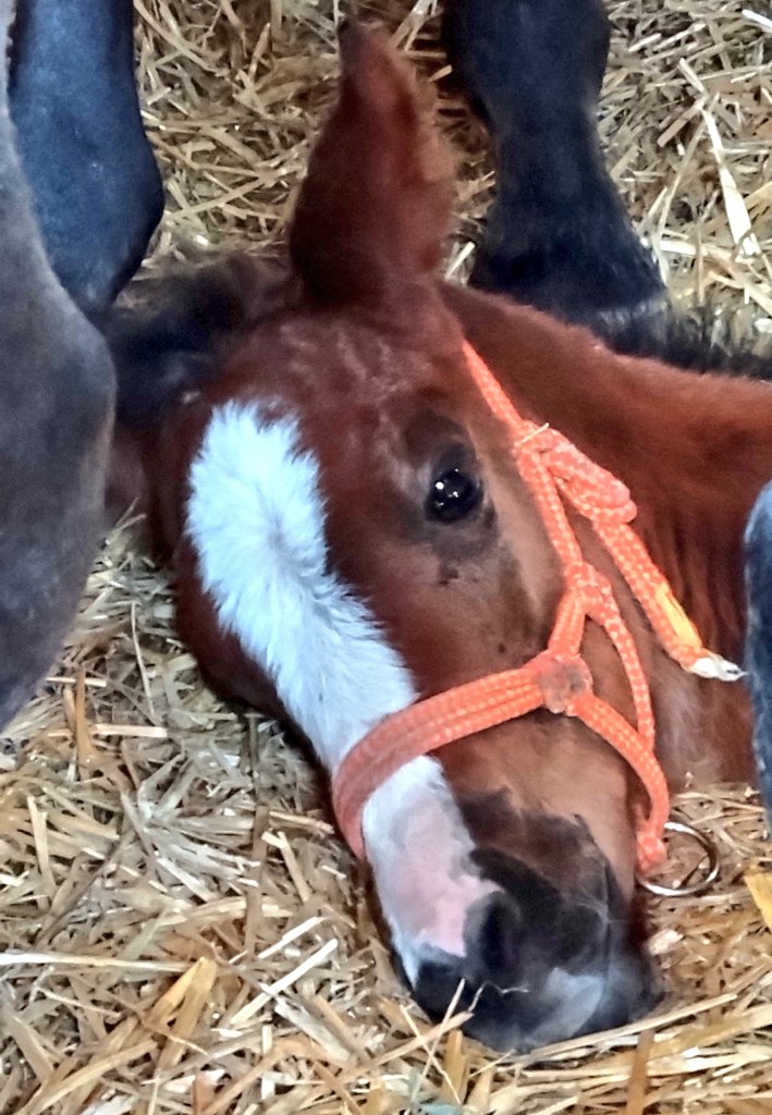 アグオ🐴 tweet media